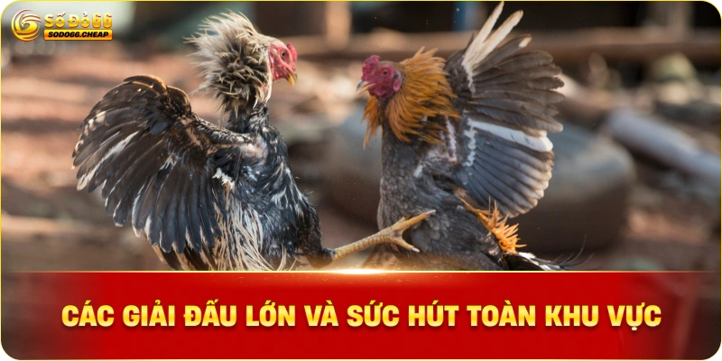 Các giải đấu lớn và sức hút toàn khu vực